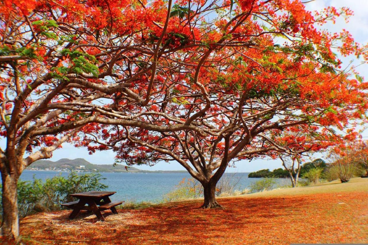 Imagine972 Martinique Bateau Hotel A Quai Le Marin 3 Cabines 3 Salles De Bains 6 Pers Maxi Bagian luar foto